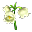 Flor Cônica
